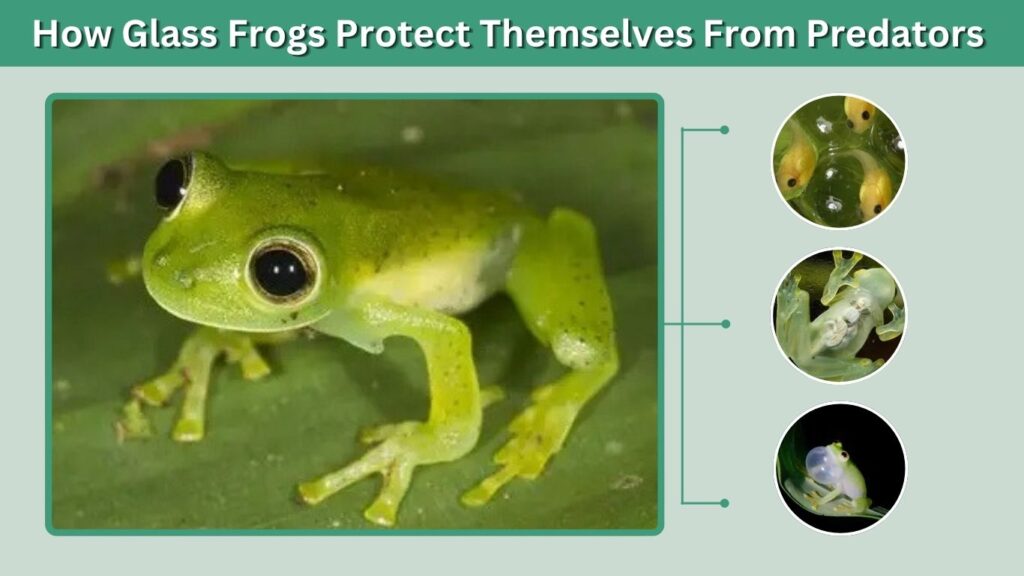 How Glass Frogs Protect Themselves From Predators