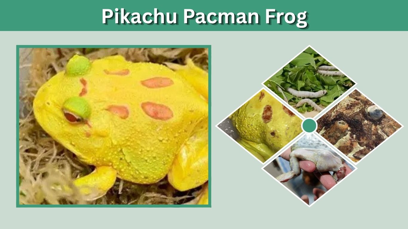 Pikachu Pacman Frog: Appearance, Care, Size and Cost