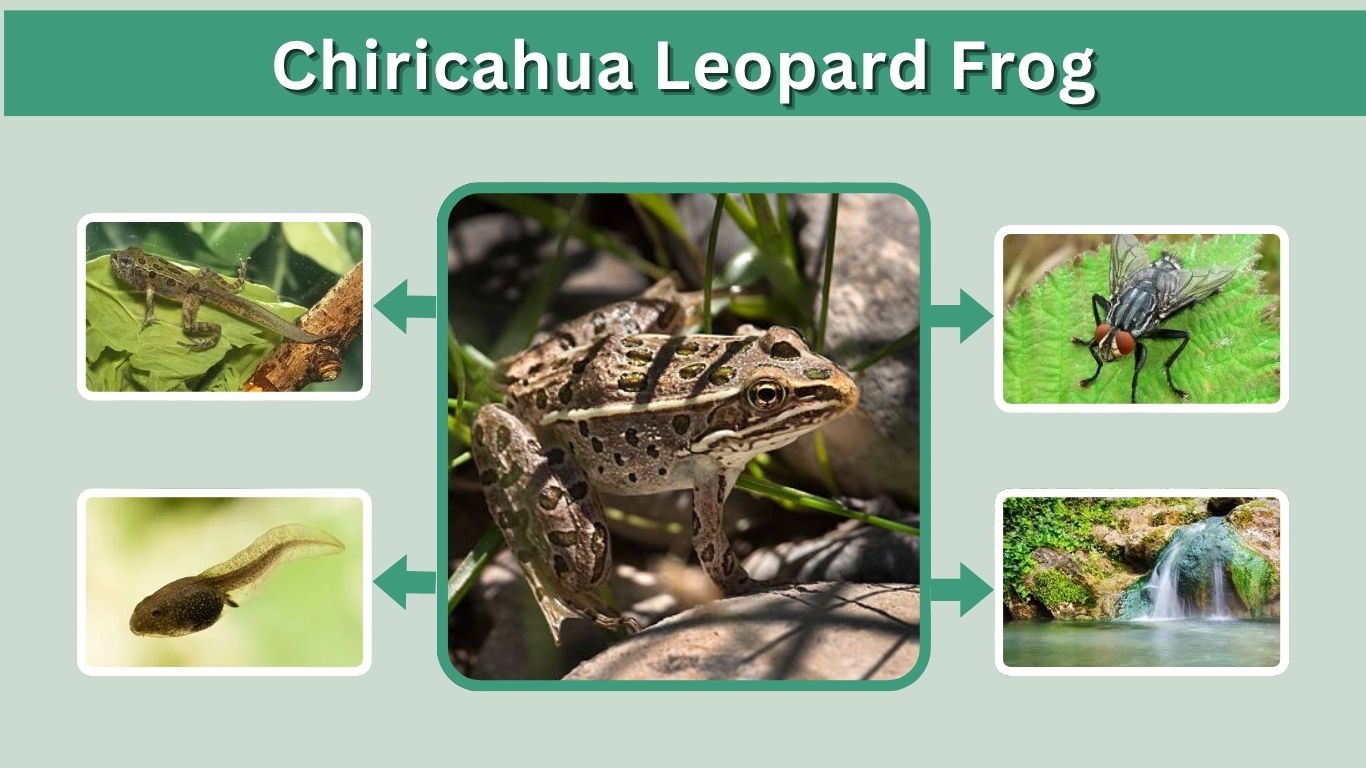 Chiricahua Leopard Frog: Habitat, Diet, Facts, and Conservation