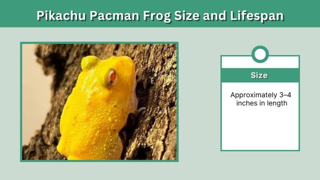 Pikachu Pacman Frog Size and Lifespan