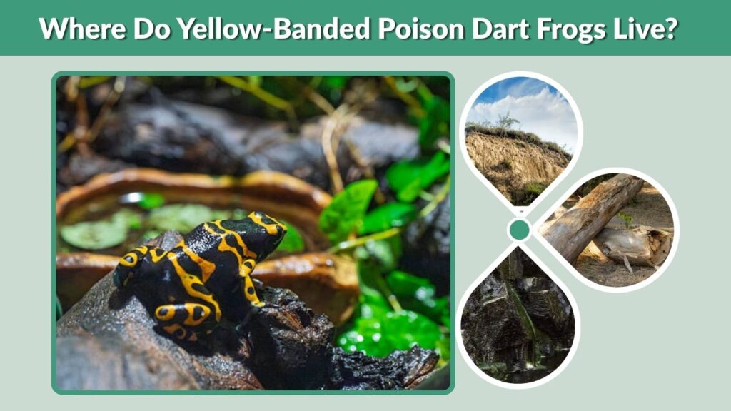 Where Do Yellow-Banded Poison Dart Frogs Live?