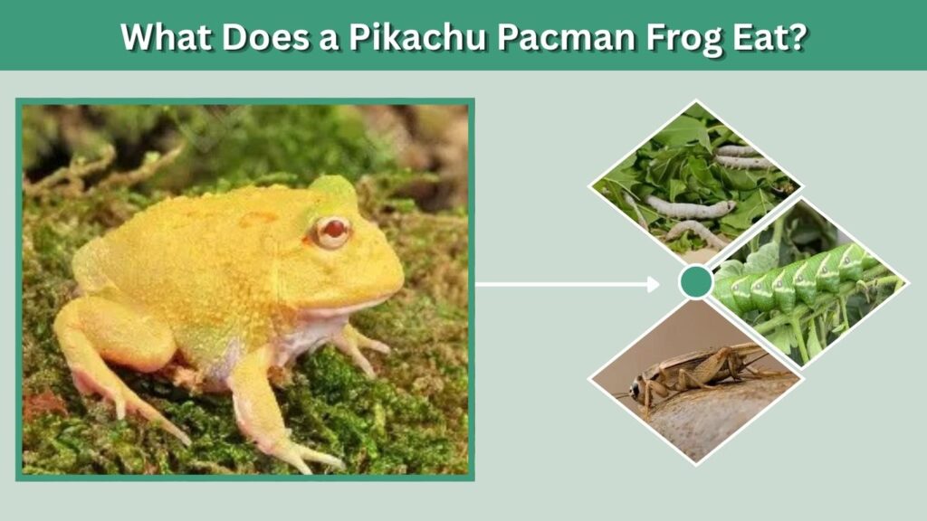 What Does a Pikachu Pacman Frog Eat?
