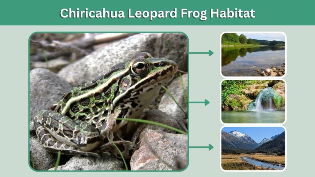 Chiricahua Leopard Frog Habitat