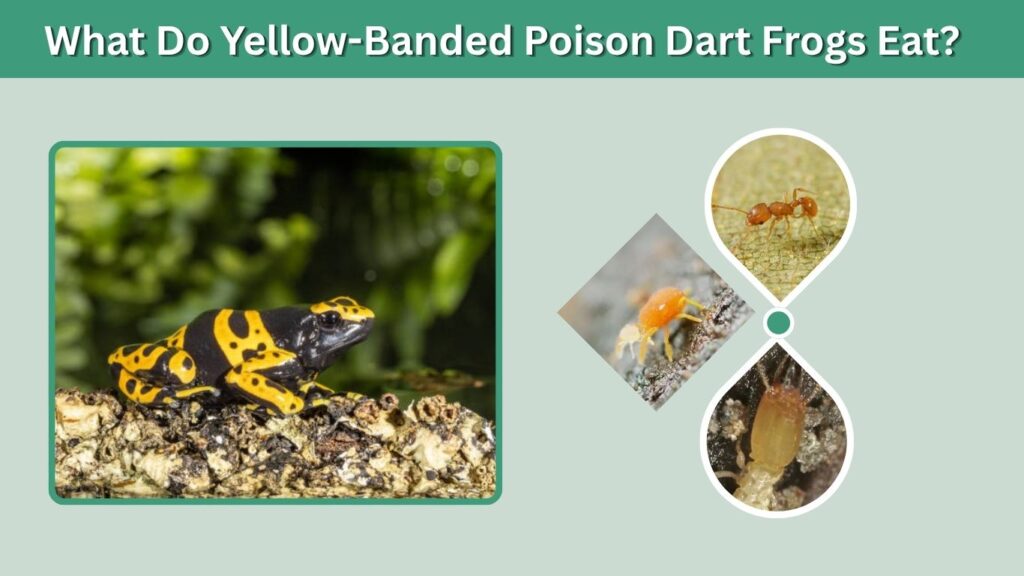 What Do Yellow-Banded Poison Dart Frogs Eat?