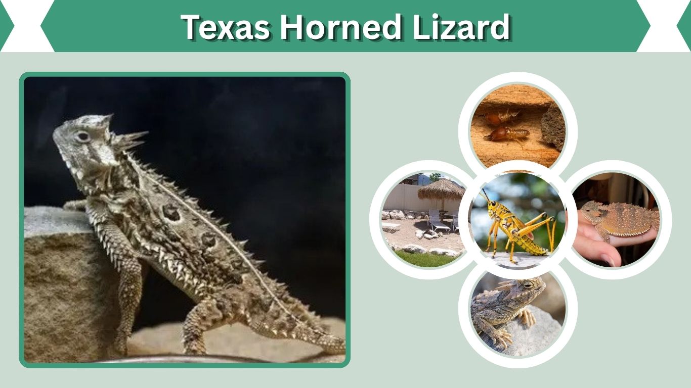 Texas Horned Lizard: Facts, Diet, Habitat, and Defense
