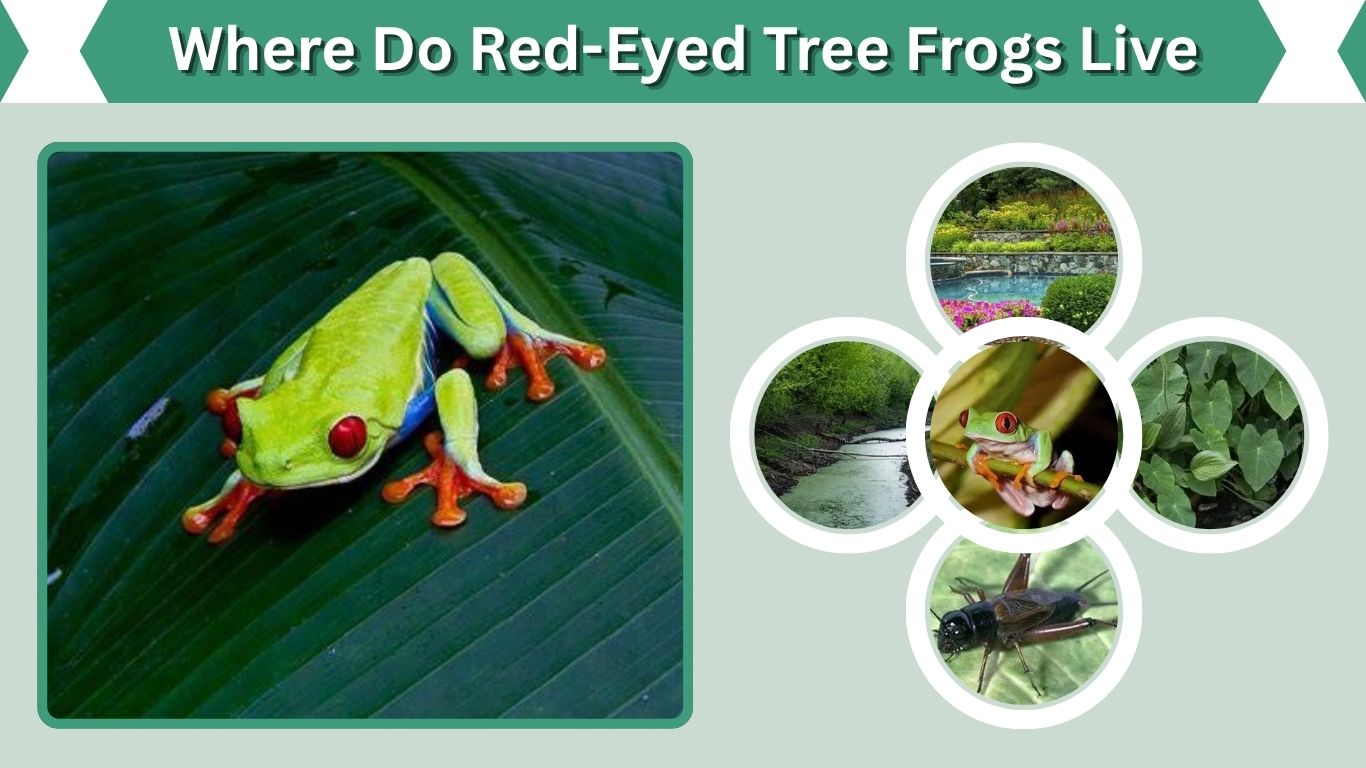Where Do Red-Eyed Tree Frogs Live? Habitat Guide