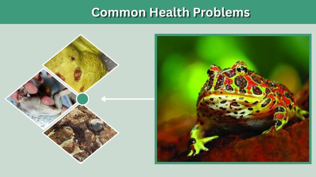 Common Health Problems