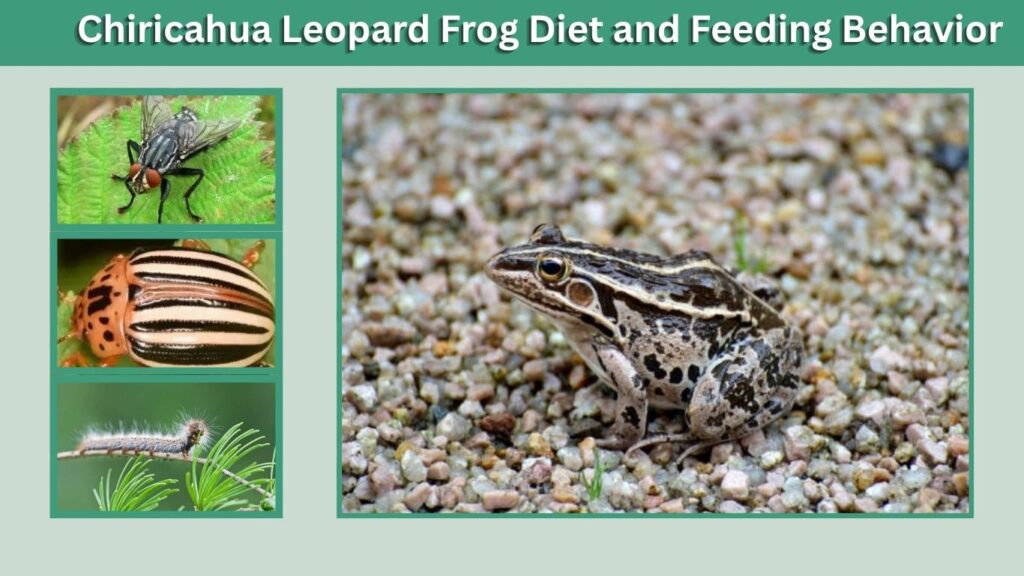 Chiricahua Leopard Frog Diet and Feeding Behavior