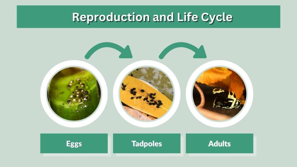 Reproduction and Life Cycle