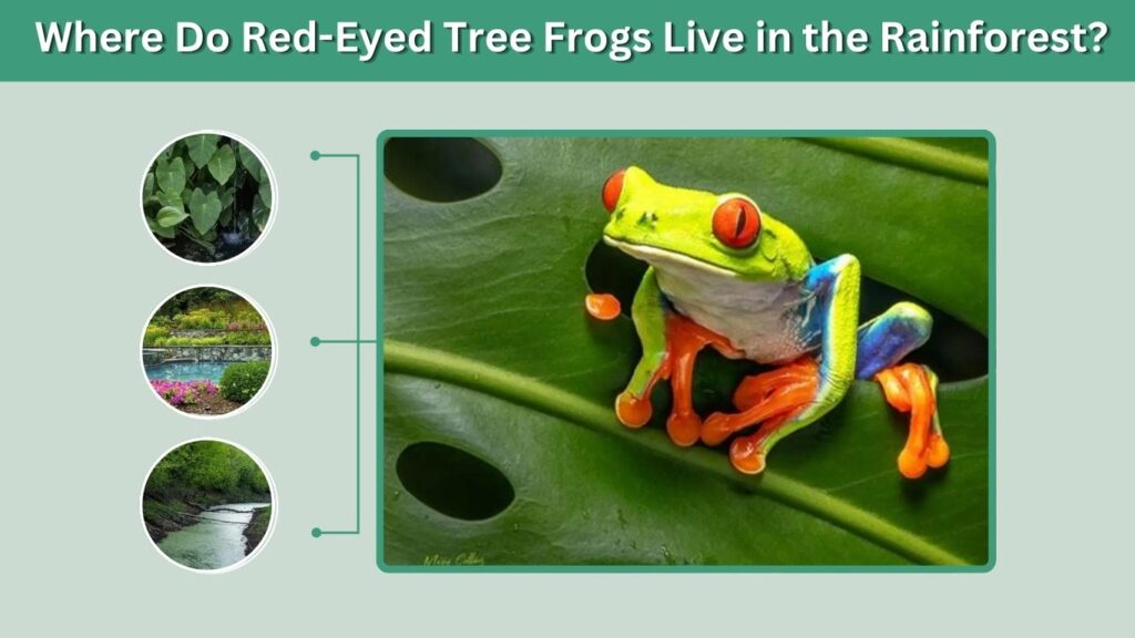 Where Do Red-Eyed Tree Frogs Live in the Rainforest?