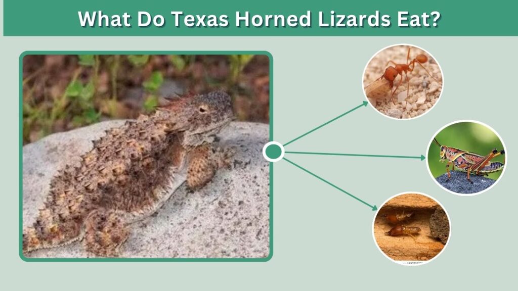 What Do Texas Horned Lizards Eat?