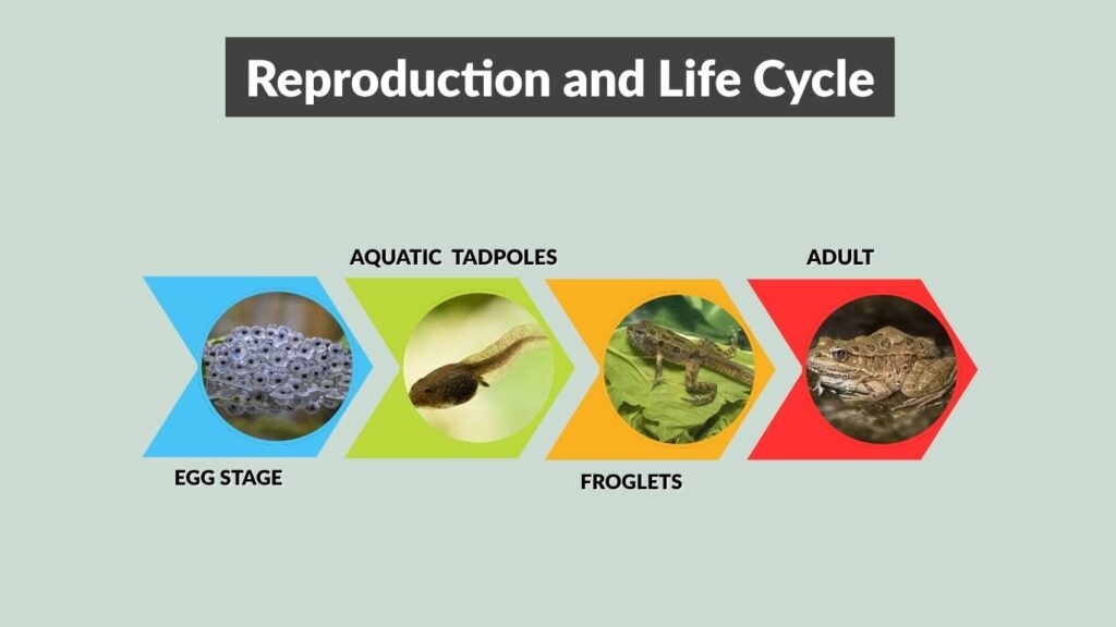 Reproduction and Life Cycle
