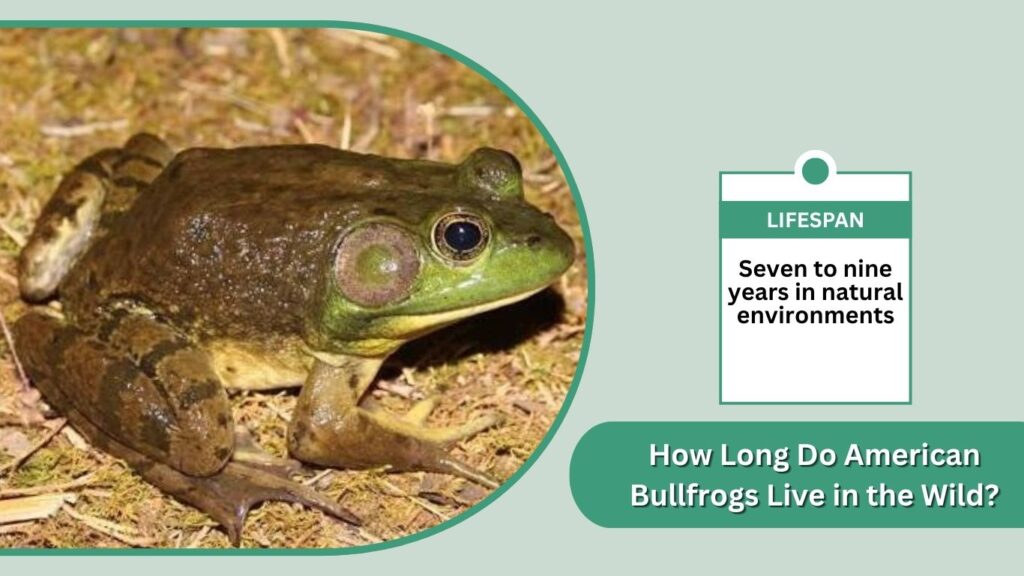 How Long Do American Bullfrogs Live in the Wild?