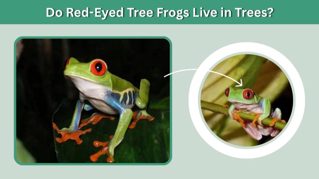 Do Red-Eyed Tree Frogs Live in Trees?