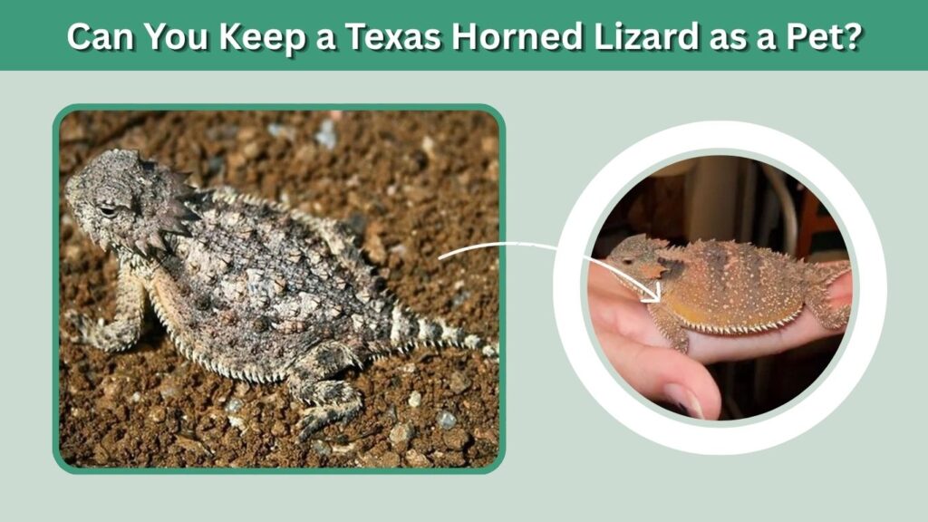 Can You Keep a Texas Horned Lizard as a Pet?