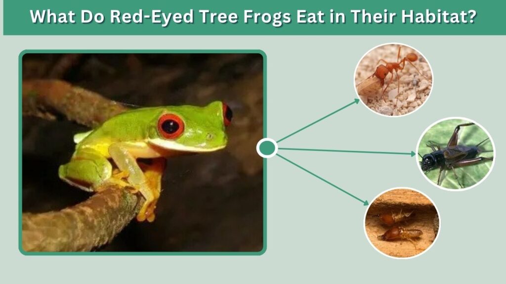 What Do Red-Eyed Tree Frogs Eat in Their Habitat?
