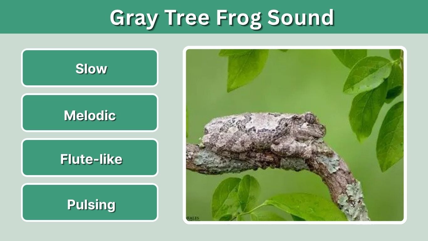 Gray Tree Frog Sound: Call, Meaning and Identification