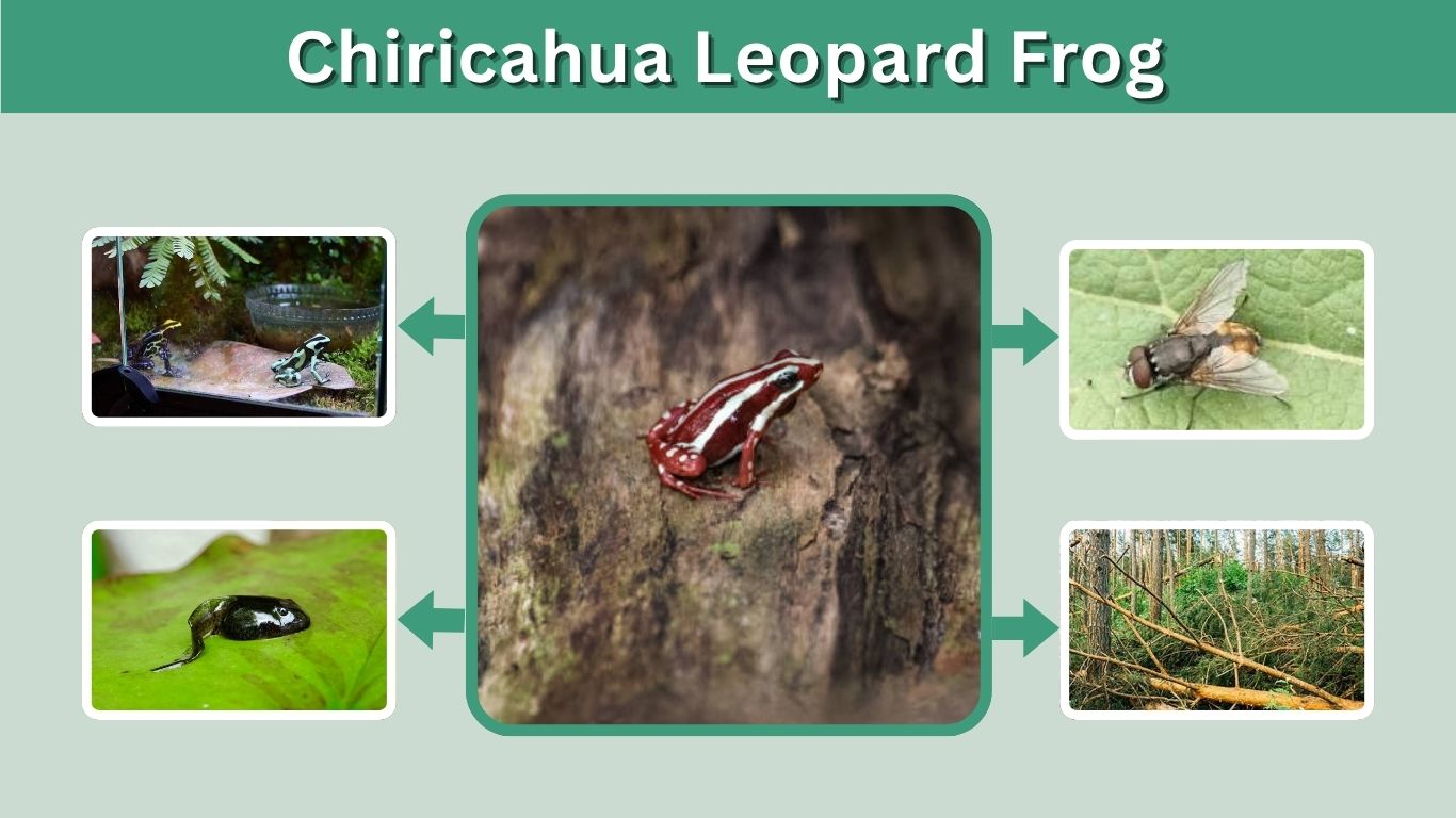Phantasmal Poison Frog: Habitat, Diet, Toxin, and Facts