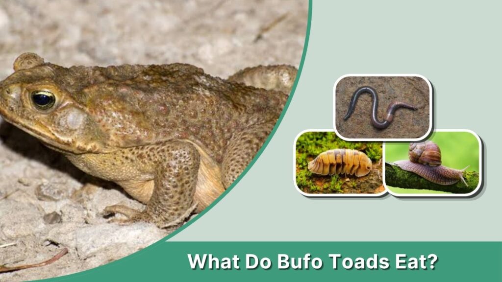 What Do Bufo Toads Eat?