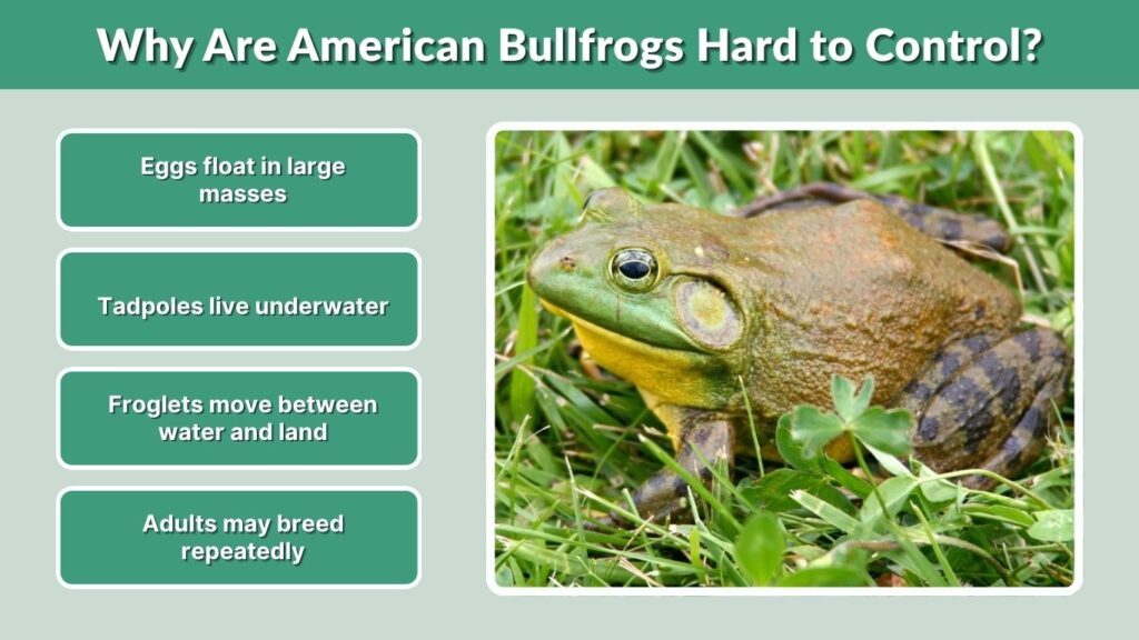 What Damage Do Invasive American Bullfrogs Cause?
