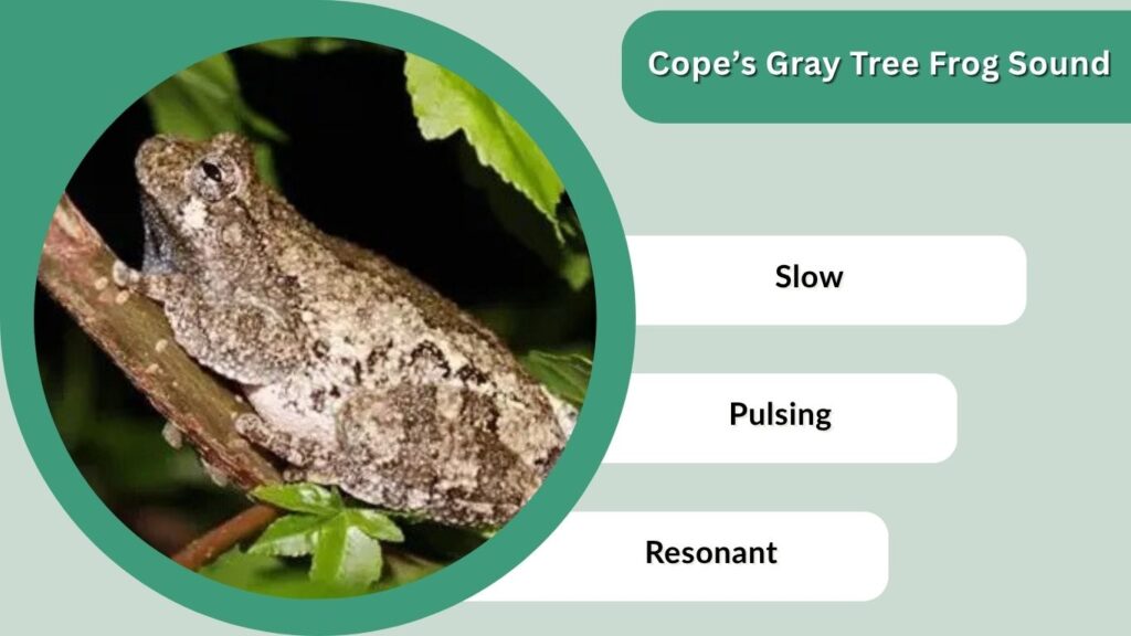 Cope’s Gray Tree Frog Sound
