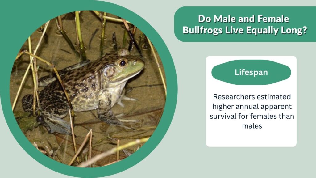 Do Male and Female Bullfrogs Live Equally Long?