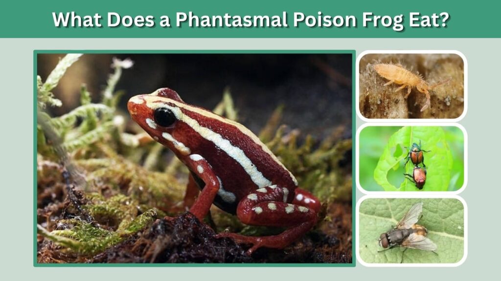 What Does a Phantasmal Poison Frog Eat?