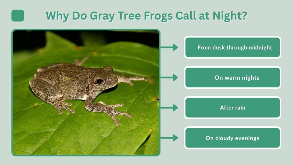 Why Do Gray Tree Frogs Make Sounds?