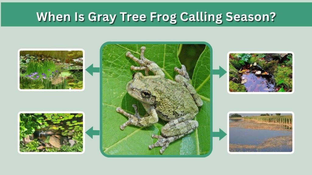 When Is Gray Tree Frog Calling Season?