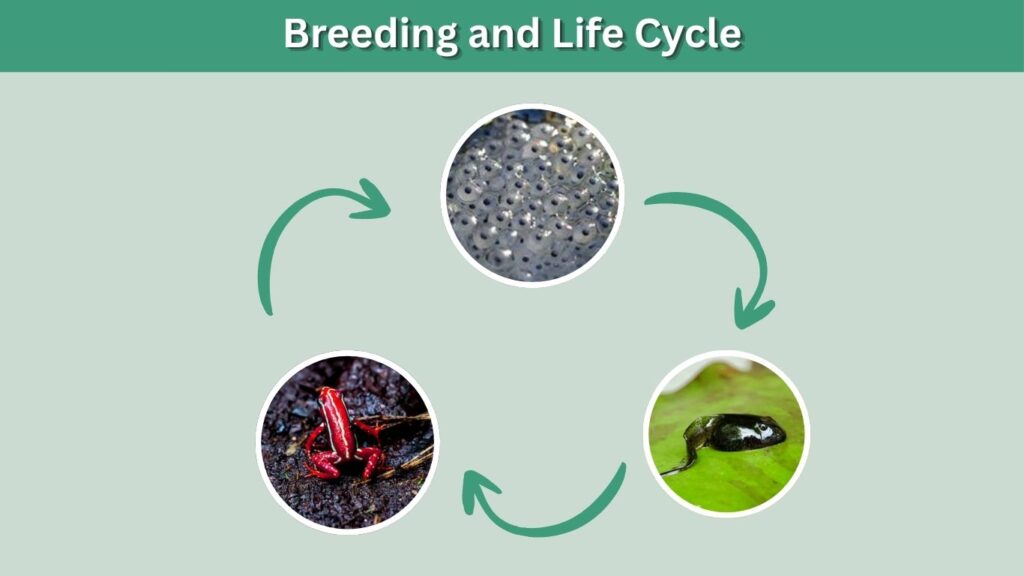 Breeding and Life Cycle
