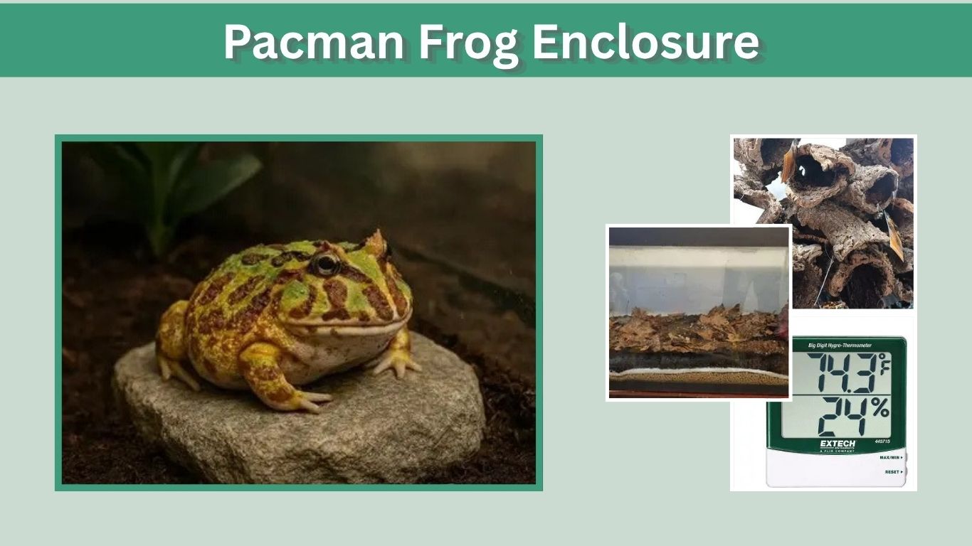 Pacman Frog Enclosure: Size, Setup & Bioactive Ideas