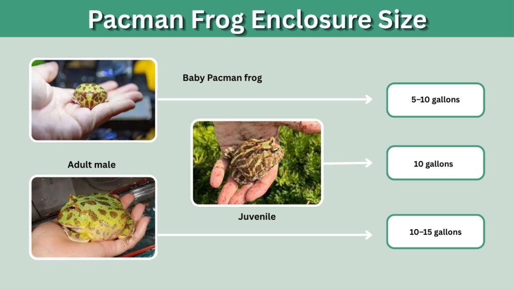 Pacman Frog Enclosure Size
