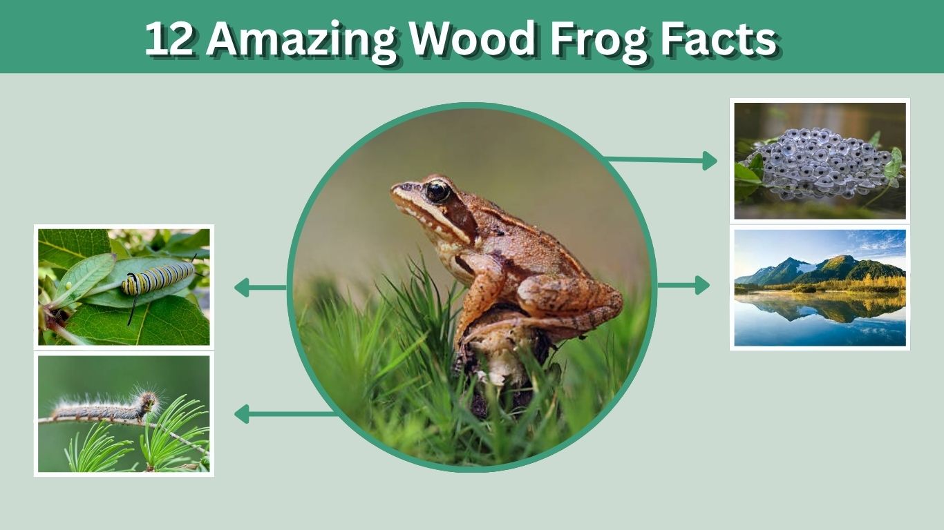 12 Amazing Wood Frog Facts About Survival, Habitat and Diet12 Amazing Wood Frog Facts About Survival, Habitat and Diet