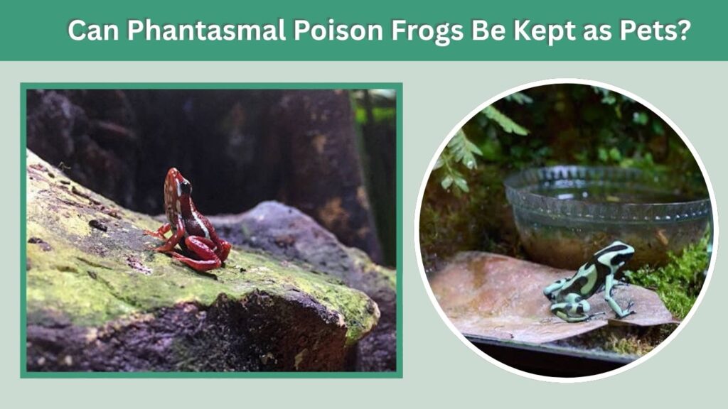 Can Phantasmal Poison Frogs Be Kept as Pets?