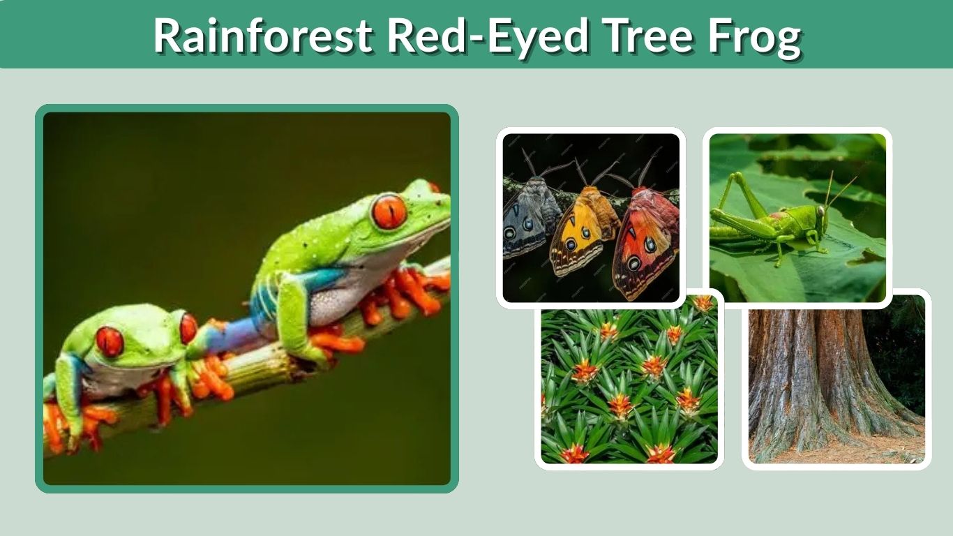 Rainforest Red-Eyed Tree Frog: Habitat, Diet, and Adaptations