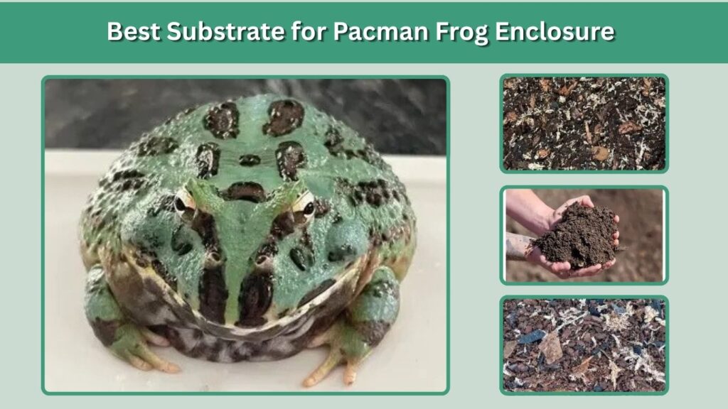 Best Substrate for Pacman Frog Enclosure