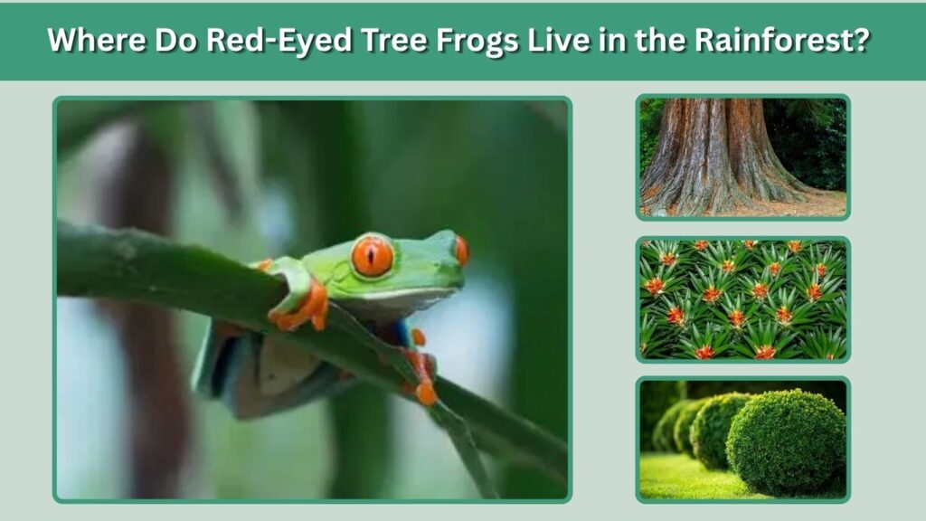 Where Do Red-Eyed Tree Frogs Live in the Rainforest?