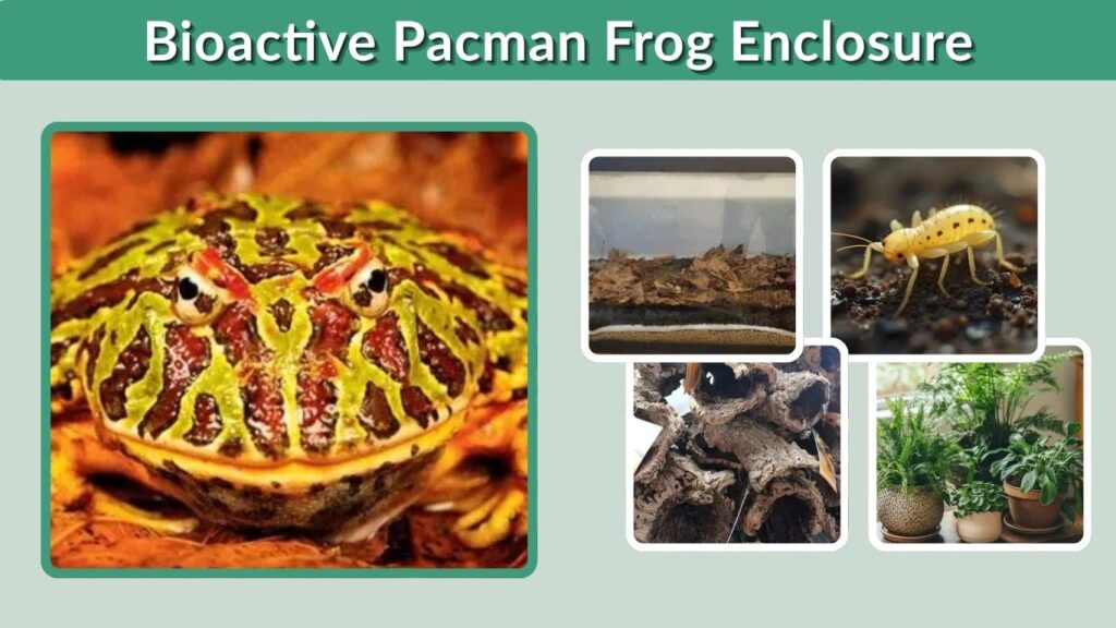 Bioactive Pacman Frog Enclosure