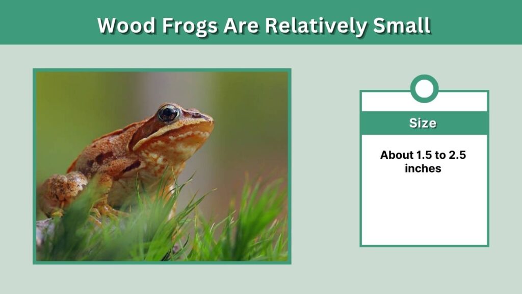 Wood Frogs Are Relatively Small