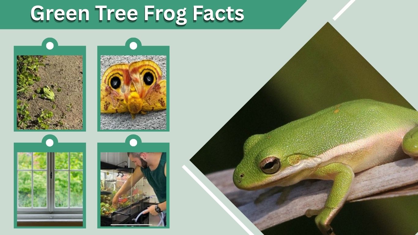 Green Tree Frog Facts: 12 Amazing Things to Know