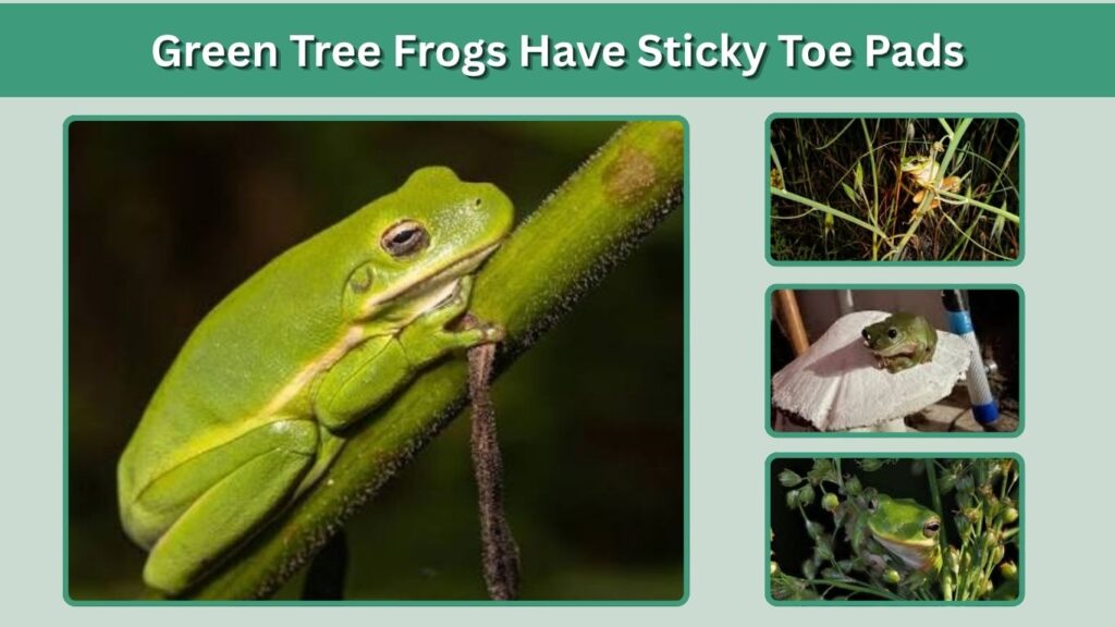 Green Tree Frogs Have Sticky Toe Pads