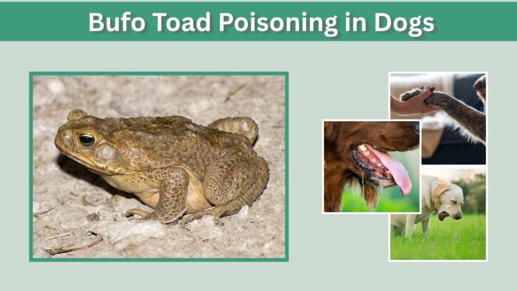 Bufo Toad Poisoning in Dogs