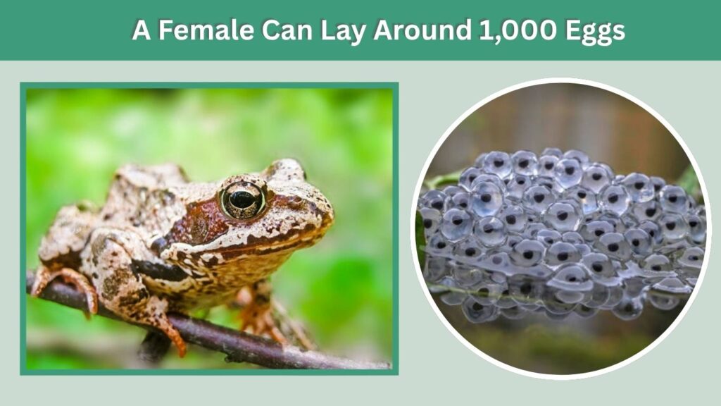 A Female Can Lay Around 1,000 Eggs