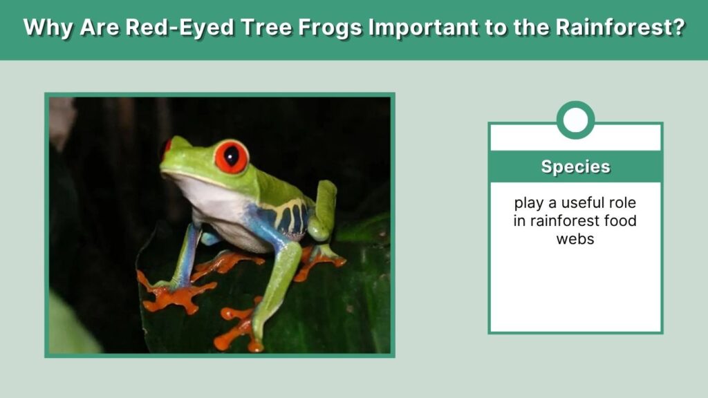 Why Are Red-Eyed Tree Frogs Important to the Rainforest?