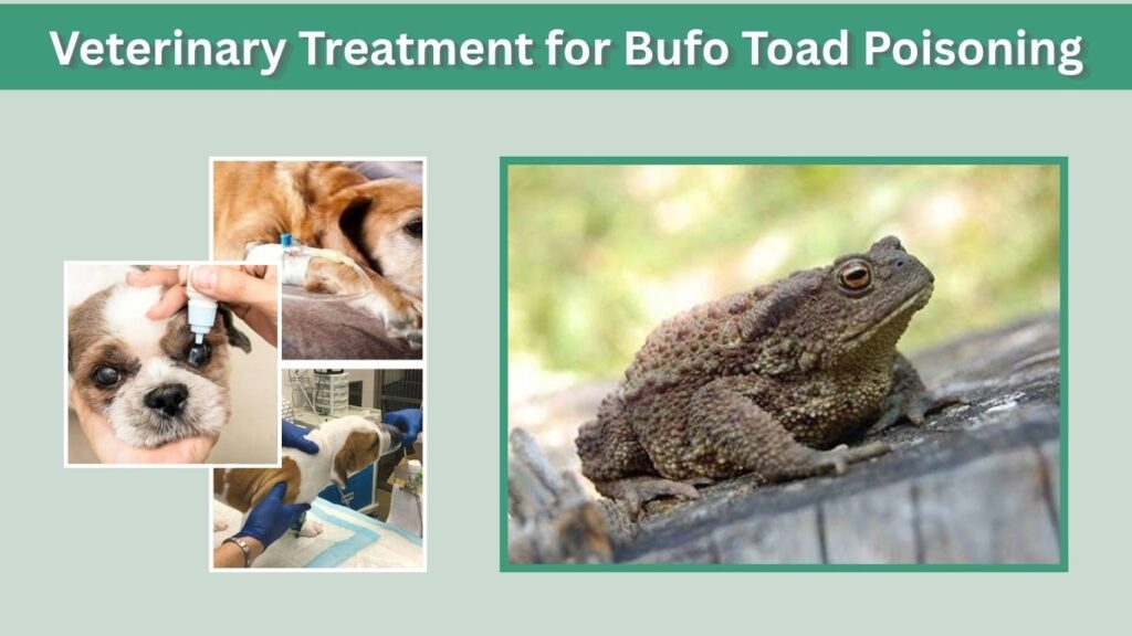 Veterinary Treatment for Bufo Toad Poisoning