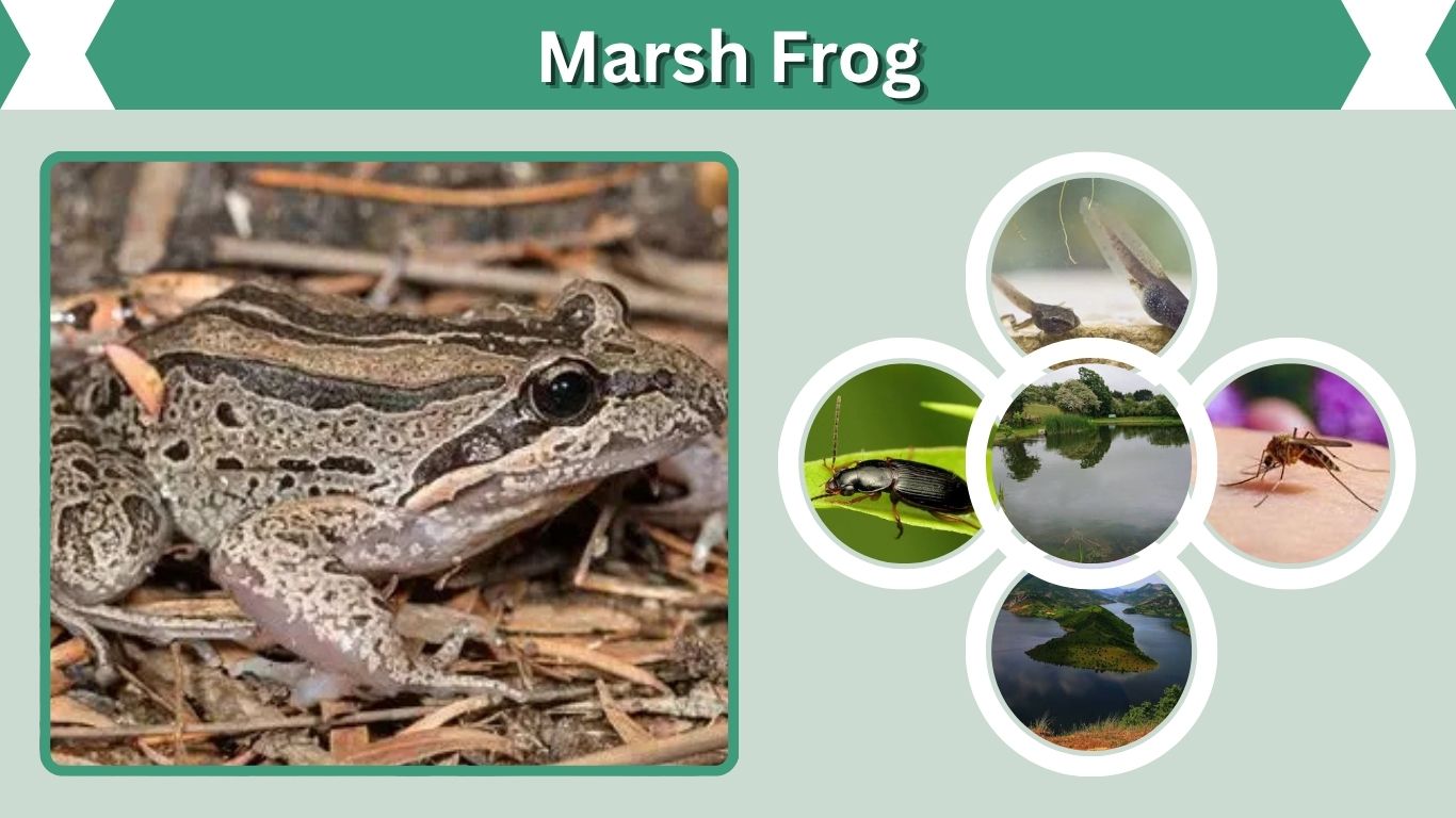 Marsh Frog: Identification, Habitat, Diet, Call, and Life Cycle