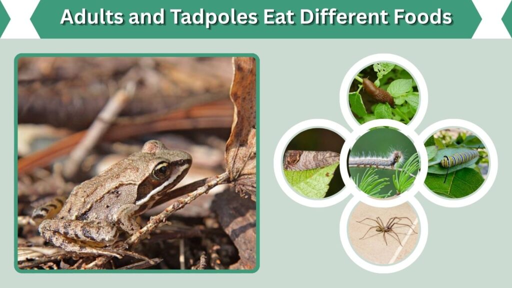 Adults and Tadpoles Eat Different Foods