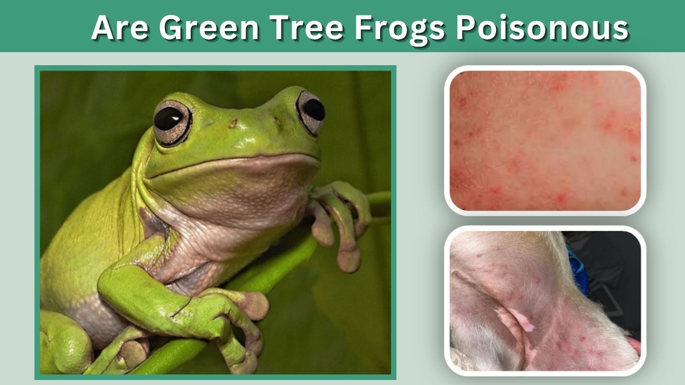 Are Green Tree Frogs Poisonous to Humans and Pets?