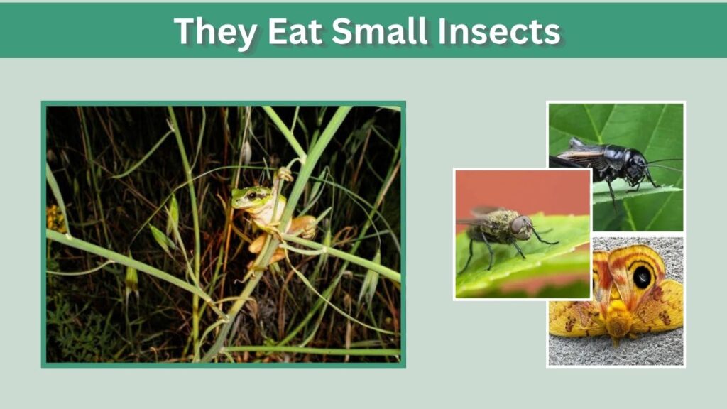 . They Eat Small Insects