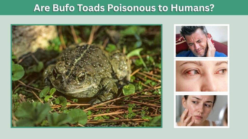 Are Bufo Toads Poisonous to Humans?